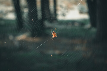 spider on web