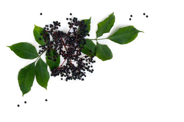 Black berries elderberry ( Sambucus nigra ) and leaves on a white background. Common names: elder, black elder, European black elderberry. Top view, flat lay