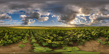 Spherical 360 Hdri Panorama Among Farming Field Of Young Green Sunflower With Clouds And Rainbow On Evening  Sky Before Sunset In Equirectangular Seamless Projection, As Sky Replacement