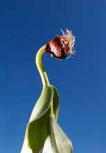 The Bulb Of Tulip On Blue Sky Background.