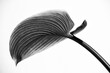 © Marcel/Stocksy - Elegant hosta leaf in black and white