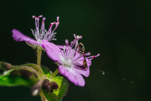 Small Insect Pollinating A Flower