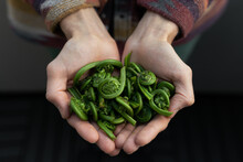 Freshly Foraged And Cooked Wild Fiddleheads.