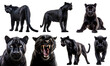 Black panther, many angles and view portrait side back head shot isolated on transparent background cutout, PNG file
