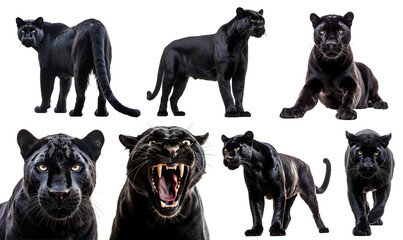 black panther, many angles and view portrait side back head shot isolated on transparent background 
