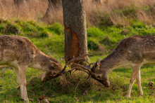 Two Fallow Deer Phoenix Park Dublin Ireland