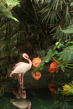 The Orange Flamingos In Nature
