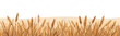 wheat field vector flat minimalistic isolated illustration