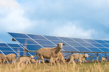 Solar Power Panels With Grazing Sheeps - Photovoltaic System