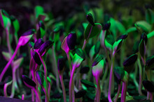 Sunflower Sprouts Illuminated With Neon Purple Light
