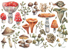Hand-drawn Watercolor Illustrations Of Wild Mushrooms And Plants