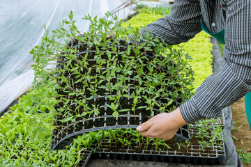 Wall Mural - A farmer holds a cassette with juicy healthy tomato seedlings in a greenhouse. Care and cultivation of seedlings in a greenhouse nursery.