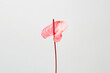 © Colour Laboratory/Stocksy - Flamingo flower