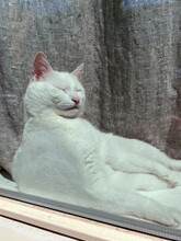 Sleeping Cat In Windowsill