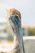 © Maryanne Gobble/Stocksy - Pelican Closeup