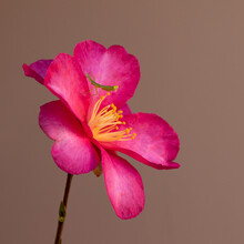 Preymantis On Pink Camellia Sideglance To Viewer 