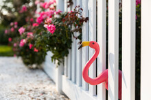 White Fence With Roses And Pink Plastic Flamingo 