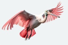 Flying Roseate Spoonbill Isolated On Transparent Background. Generative AI
