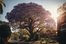 Sunshine Illuminating Mature Jacaranda Tree With Purple Blooms. Generative AI