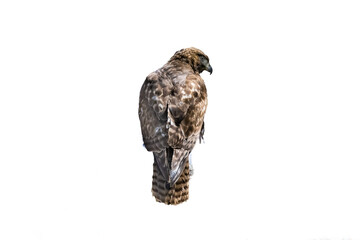 Wall Mural - Red-tailed Hawk (Buteo jamaicensis) Photo, Rear Profile Perched, on a Transparent Background