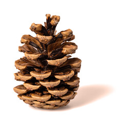 A beautiful pine cone on a white background, plastically illuminated by side light