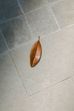 A Lone Yellow Leaf Lies On Pavement
