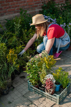 Woman Gardener Working In The Flower Garden.