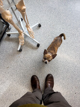 Chihuahua Dog Looks Up With Feet And Skeleton