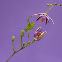 Green Grasshopper Descending Over Purple Flowers.