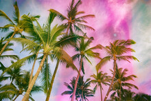 Bright Colorful Palm Tree Film Photo