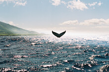 Whale Tale In Ocean Off Maui