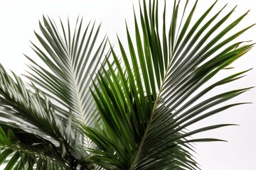 Wall Mural - Tropical foliage of coconut palm on white bg. Generative AI