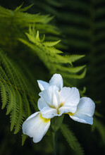 White And Yellow Bearded Iris Surrounded By Ferns