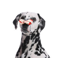 Wall Mural - Cute Dalmatian dog with chew bone on nose against white background