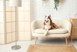 Fototapeta Zwierzęta - Cute Husky dog lying on sofa in living room