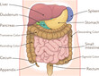 liver,stomach,colon,spleen,pancreas,small intestine,illustration