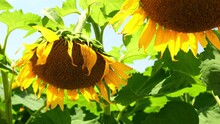 Yellow Sunflowers Drooping Or Facing Down In Summer, Agriculture Or Nature Background, Nobody, Slow Motion