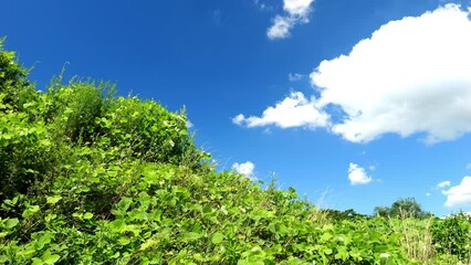 Wall Mural - dramatic view of green leaves and weeds swaying in wind in the blue sky, nature or ecology, nobody
