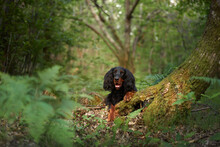 Black Dog In The Forest, Greenery. Gordon Setter Outdoors In Summer. Walking With A Pet