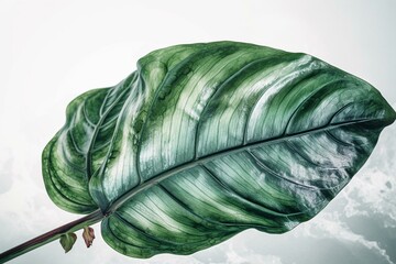 Wall Mural - Green tropical leaf painted with watercolors in a transparent style. Generative AI