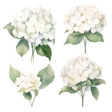 Set Of White Floral Watecolor. Hydrangea Flowers And Leaves. Floral Poster, Invitation Floral. Vector Arrangements For Greeting Card Or Invitation Design	