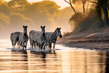 Herd Of Zebras Crossing The River