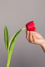 Unrecognizable Person With Red Tulip Against Gray Background