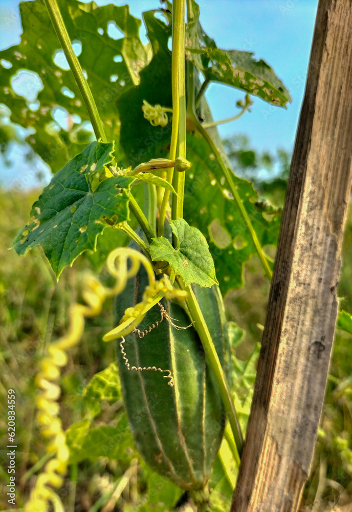 Growing in the fields of sponge gourd. Luffa cylindrica (Sponge gourd,  Smooth loofah, Vegetable sponge, Gourd towel). Selective focus. Stock Photo  | Adobe Stock