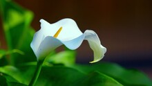 A Gorgeous White Calla Lily Sways Gently In The Summer Breeze