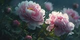 Fototapeta Kwiaty - Flowers, pink peonies blooming. Dreamy look. Great design for wallpaper. Beautiful dreamy floral background with pink peony flowers. Generative AI