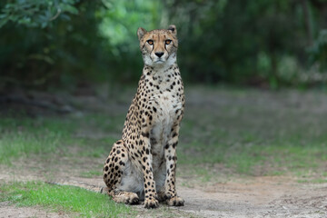 Wall Mural - sitting cheetah sitting on the background of the forest