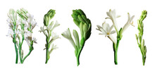 Tuberose Or Rajnigandha Flowers Png, Beautiful White Flowers Png