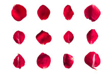 Set Of 12 Red Rose Petals On A White Background Or Transparent