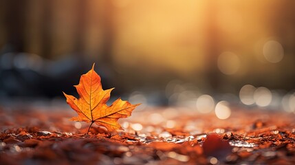 close up maple leaves on ground with sunlight and bokeh, peaceful autumn and fall season foliage wal